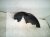2021 Acura ILX Rear Passenger Inner Fender Liner 74552 TX6 A02 Replacement 2021 Acura ILX Rear Passenger Inner Fender Liner 74552 TX6 A02 Replacement thumbnail
