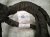 2017 Chevy Malibu Engine Wire Harness 1.5l At 6pdw 84125407 Replacement 2017 Chevy Malibu Engine Wire Harness 1.5l At 6pdw 84125407 Replacement thumbnail