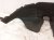 2018 Honda Accord Rear Passenger Inner Fender Liner 74540 TVA A00 Replacement 2018 Honda Accord Rear Passenger Inner Fender Liner 74540 TVA A00 Replacement thumbnail