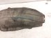 2024 Honda Accord Rear Driver Inner Fender Liner Hybrid 74591 30A A00 Replacement 2024 Honda Accord Rear Driver Inner Fender Liner Hybrid 74591 30A A00 Replacement thumbnail
