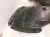 2025 Honda Civic Front Passenger Inner Fender Liner 74100 T56 A00 Replacement 2025 Honda Civic Front Passenger Inner Fender Liner 74100 T56 A00 Replacement thumbnail