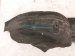 2025 Honda Civic Rear Passenger Inner Fender Liner 74552 T20 A20 Replacement 2025 Honda Civic Rear Passenger Inner Fender Liner 74552 T20 A20 Replacement thumbnail