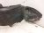 2018 Toyota Corolla Front Driver Inner Fender Liner 53876 02660 Replacement 2018 Toyota Corolla Front Driver Inner Fender Liner 53876 02660 Replacement thumbnail