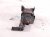 2022 Subaru Ascent Vapor Canister Purge Valve 2.4t 42084FL17A Replacement 2022 Subaru Ascent Vapor Canister Purge Valve 2.4t 42084FL17A Replacement thumbnail