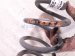 2021 Toyota C HR Strut / / Shock Absorber Rear Driver Coil Spring 2.0l Fwd 48231 10500 Replacement 2021 Toyota C HR Strut / / Shock Absorber Rear Driver Coil Spring 2.0l Fwd 48231 10500 Replacement thumbnail