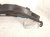 2025 Honda Civic Beam Front Bumper Reinforcement Bar 71130 T20 A10 Replacement 2025 Honda Civic Beam Front Bumper Reinforcement Bar 71130 T20 A10 Replacement thumbnail