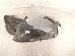 2024 Nissan Altima Front Driver Inner Fender Liner 63841 6CA1B Replacement 2024 Nissan Altima Front Driver Inner Fender Liner 63841 6CA1B Replacement thumbnail