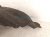 2024 Nissan Altima Rear Driver Inner Fender Liner 76749 6CA0A Replacement 2024 Nissan Altima Rear Driver Inner Fender Liner 76749 6CA0A Replacement thumbnail
