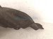 2024 Nissan Altima Rear Driver Inner Fender Liner 76749 6CA0A Replacement 2024 Nissan Altima Rear Driver Inner Fender Liner 76749 6CA0A Replacement thumbnail