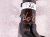 2026 Subaru Forester Front Passenger Strut Absorber + Spring 20310SL000 Replacement 2026 Subaru Forester Front Passenger Strut Absorber + Spring 20310SL000 Replacement thumbnail