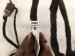 2019 Chrysler 300 Front Passenger Door Wiring Harness 68409480AC Replacement 2019 Chrysler 300 Front Passenger Door Wiring Harness 68409480AC Replacement thumbnail