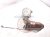 2015 Lexus Rx450h Front Oxygen Sensor 3.5l Hybrid 89467 48220 Replacement 2015 Lexus Rx450h Front Oxygen Sensor 3.5l Hybrid 89467 48220 Replacement thumbnail
