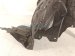 2017 Subaru WRX Front Passenger Inner Fender Liner 59110VA000 Replacement 2017 Subaru WRX Front Passenger Inner Fender Liner 59110VA000 Replacement thumbnail