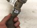 2020 Ford Explorer Heater Hose Assembly 3.0t L1MZ 18472 AE Replacement 2020 Ford Explorer Heater Hose Assembly 3.0t L1MZ 18472 AE Replacement thumbnail