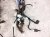 2021 Toyota Highlander Engine Room Wire Harness 2.5l Hyb* 82111 0EW90 Replacement 2021 Toyota Highlander Engine Room Wire Harness 2.5l Hyb* 82111 0EW90 Replacement thumbnail
