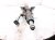 2017 Subaru WRX Shaft Steering Column Assy 2.0l At Awd 34500SG031 Replacement 2017 Subaru WRX Shaft Steering Column Assy 2.0l At Awd 34500SG031 Replacement thumbnail