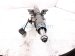 2017 Subaru WRX Shaft Steering Column Assy 2.0l At Awd 34500SG031 Replacement 2017 Subaru WRX Shaft Steering Column Assy 2.0l At Awd 34500SG031 Replacement thumbnail