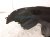 2021 Lexus Is300 Rear Passenger Inner Fender Liner 65637 53050 Replacement 2021 Lexus Is300 Rear Passenger Inner Fender Liner 65637 53050 Replacement thumbnail