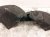 2025 Honda Civic Rear Passenger Inner Fender Liner Sport Sdn 74552 T20 A20 Replacement 2025 Honda Civic Rear Passenger Inner Fender Liner Sport Sdn 74552 T20 A20 Replacement thumbnail