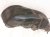 2002 Lexus Sc430 Rear Passenger Inner Fender Liner 65637 24020 Replacement 2002 Lexus Sc430 Rear Passenger Inner Fender Liner 65637 24020 Replacement thumbnail