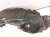 2014 Honda Accord Front Driver Inner Fender Liner 74150 T2A A00 Replacement 2014 Honda Accord Front Driver Inner Fender Liner 74150 T2A A00 Replacement thumbnail
