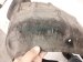 2018 Honda Accord Rear Passenger Inner Fender Liner 74541 TVA A00 Replacement 2018 Honda Accord Rear Passenger Inner Fender Liner 74541 TVA A00 Replacement thumbnail